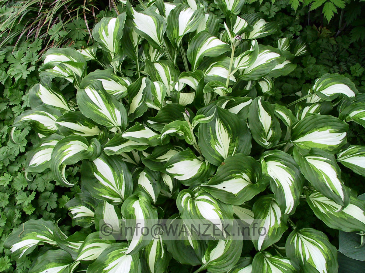 Hosta albomarginata---.jpg